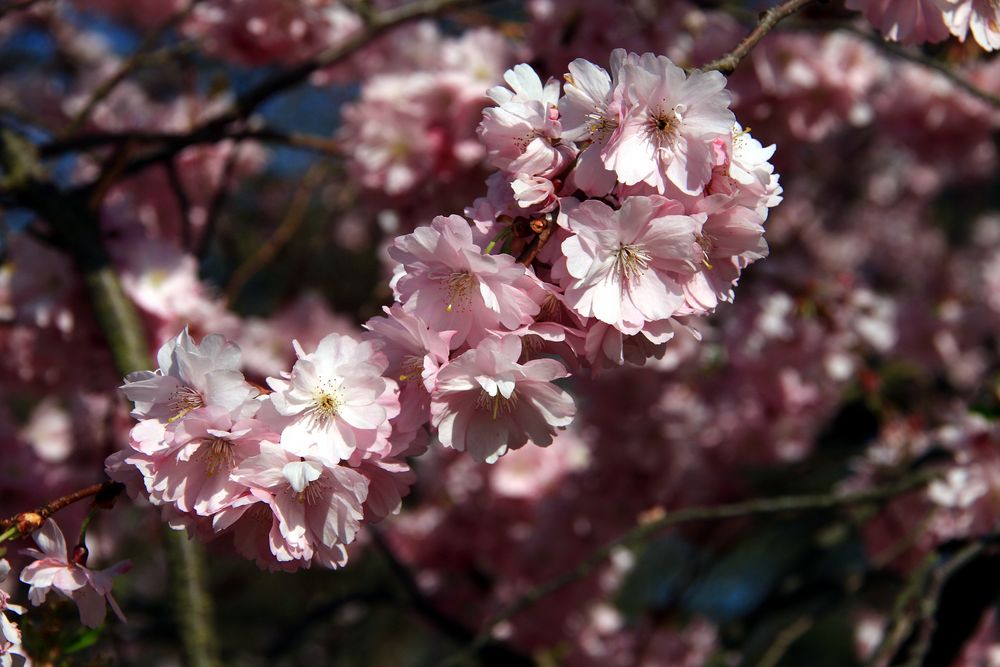  Frühlings Erwachen 11 