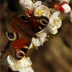 ... (Frühlings-)Erwachen (18)........