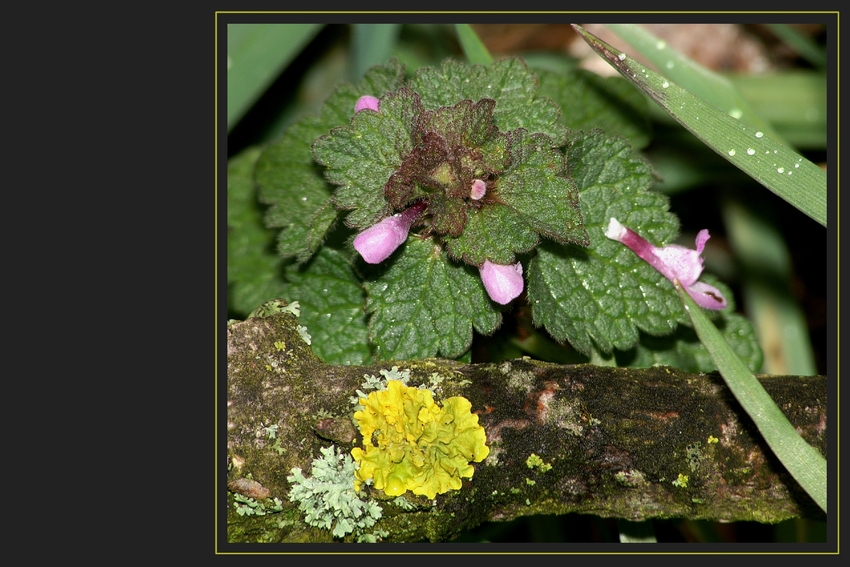 Frühlings-Erwachen