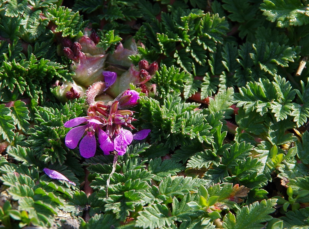 ... (Frühlings-)Erwachen (2)........