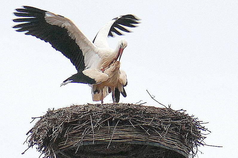 Frühlings Erwachen (2) : Storchenliebe