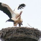 Frühlings Erwachen (2) : Storchenliebe