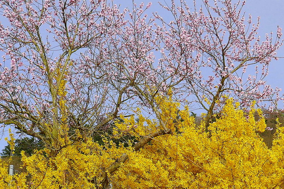 Frühlings Erwachen (3) : Zell an der Mosel