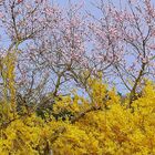 Frühlings Erwachen (3) : Zell an der Mosel