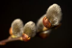 Frühlings-Erwachen