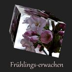 Frühlings - erwachen 