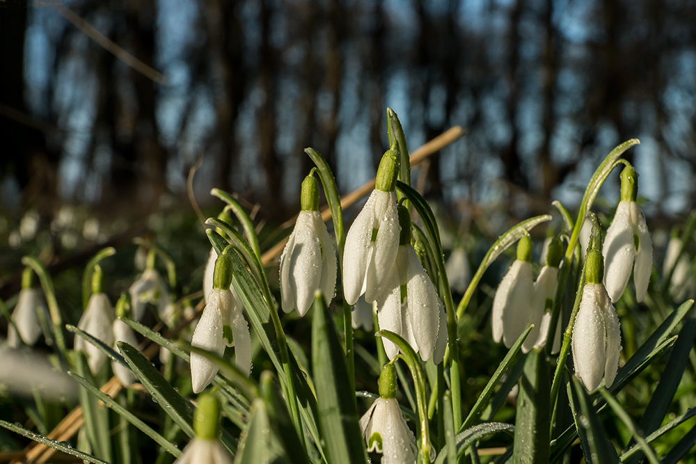 Frühlings Erwachen