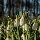 Frühlings Erwachen