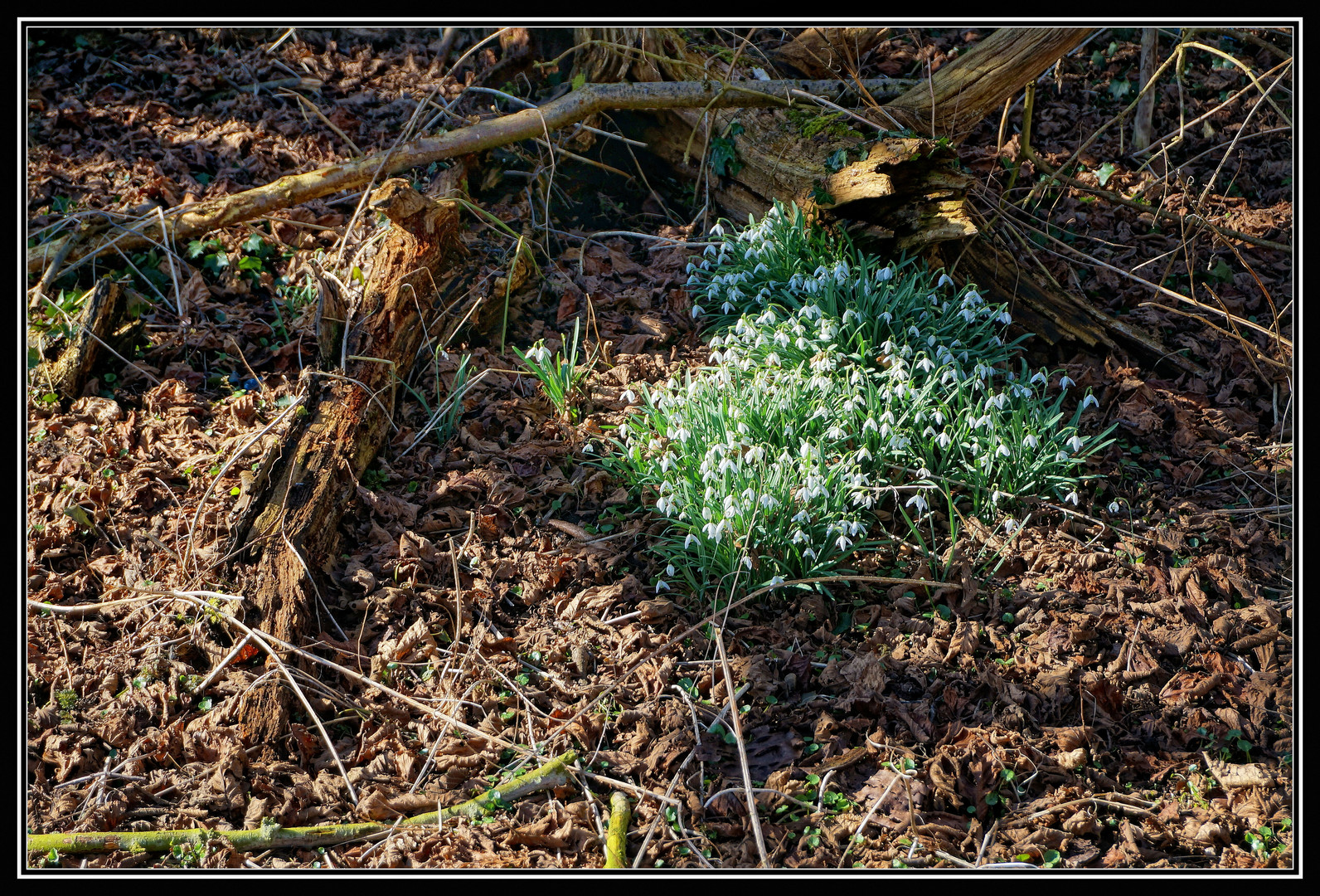 Frühlings-Erwachen