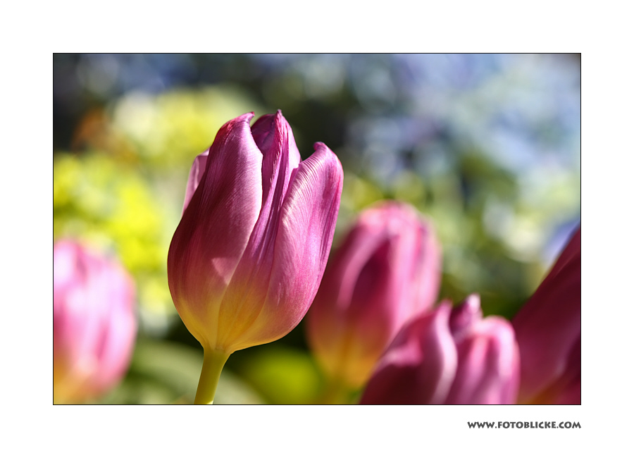 Frühlings Farben