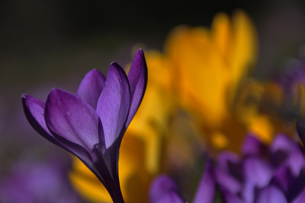 Frühlings-Farben