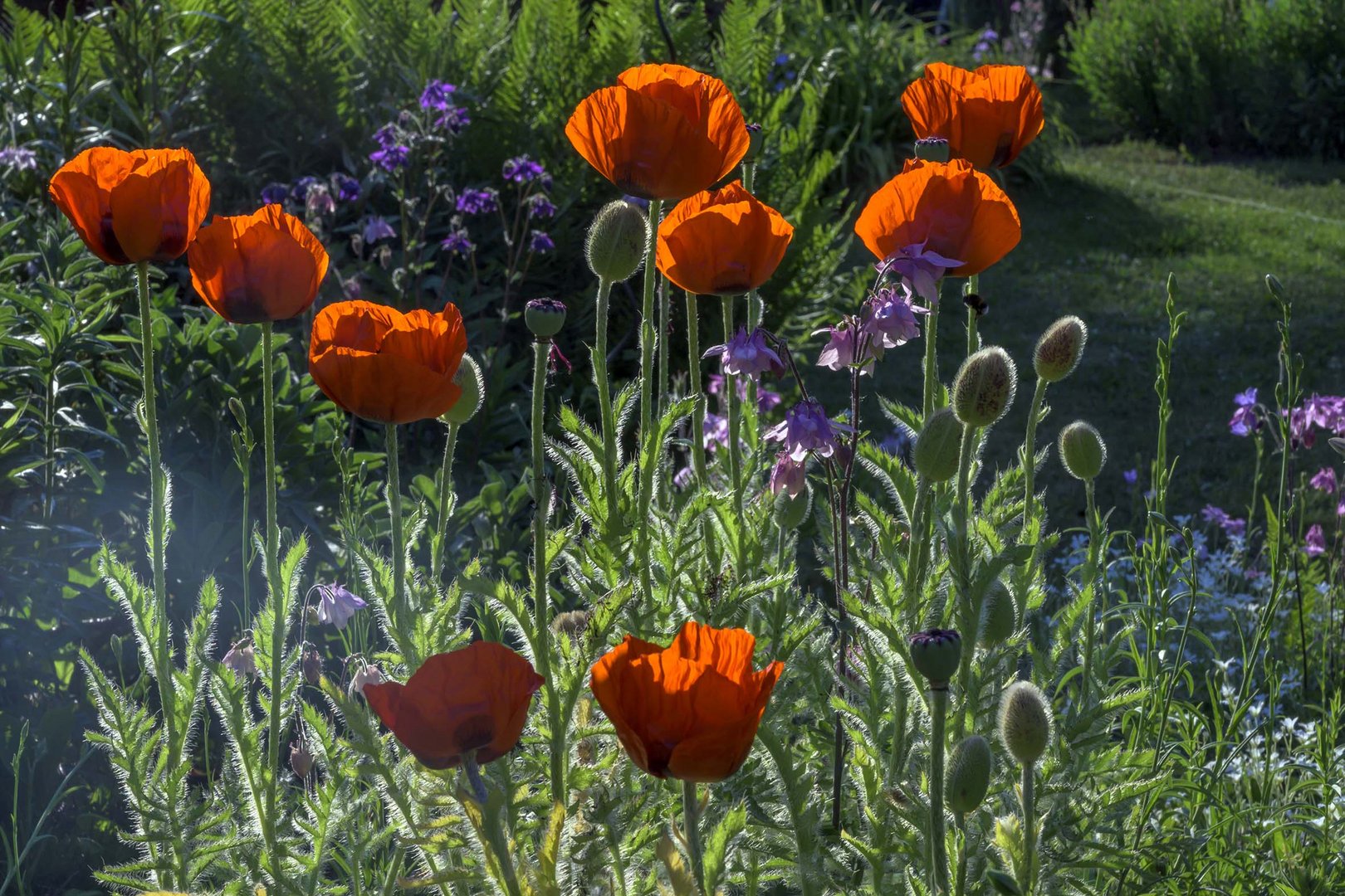 Frühlings Flower Power