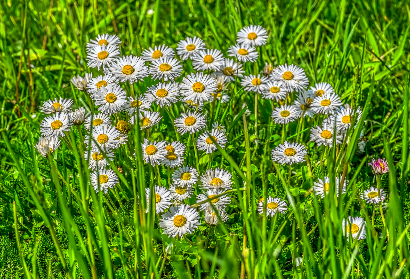 Frühlings-Gänseblümchen