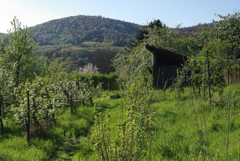 Frühlings-Gartenidylle