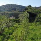 Frühlings-Gartenidylle