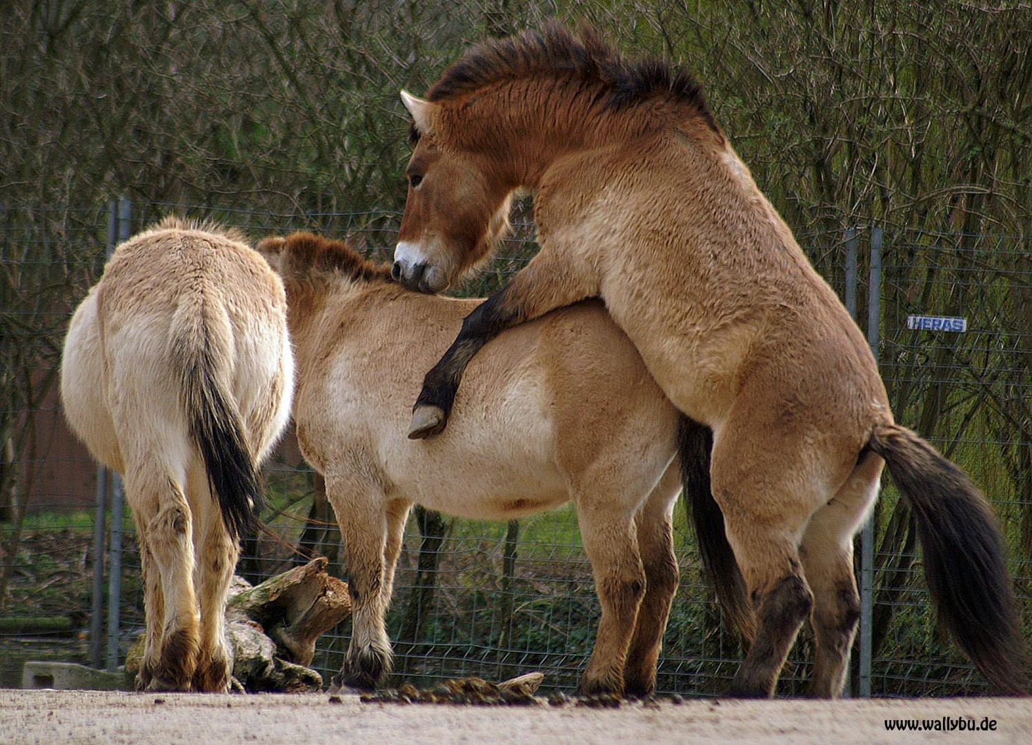 Frühlings-Gefühle bei den Wildpferden