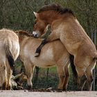 Frühlings-Gefühle bei den Wildpferden