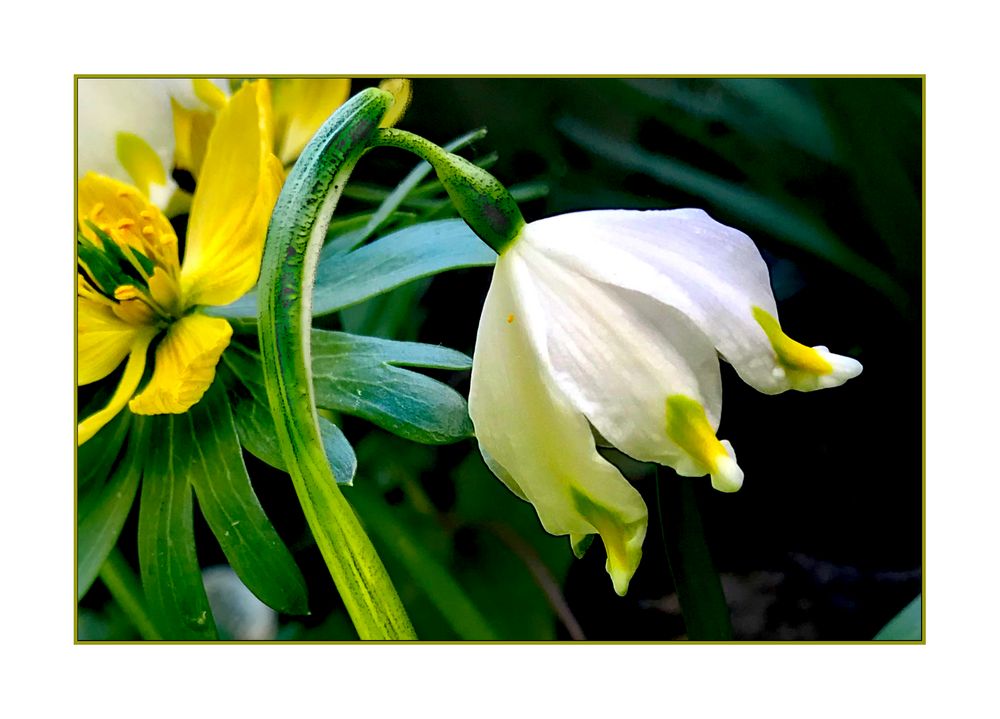  Frühlings-Glocken im Winter 