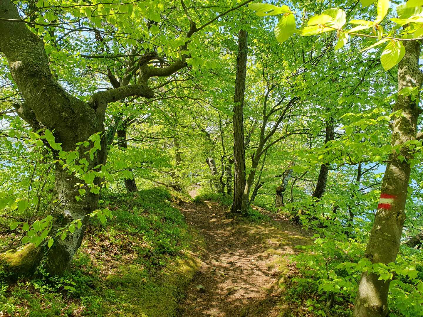 Frühlings-Grün