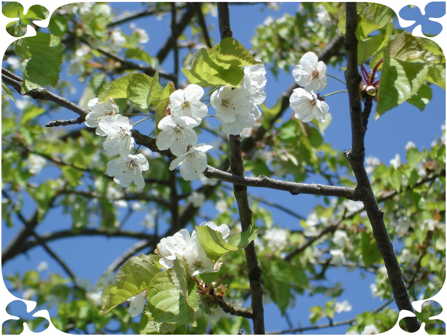 Frühlings Gruss