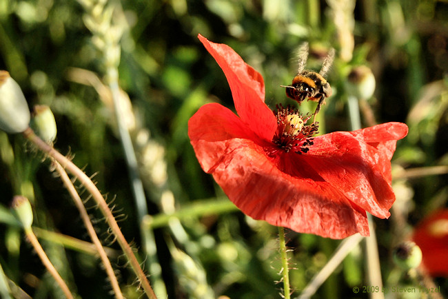 Frühlings-Hummel