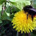 Frühlings-Hummel