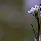 Frühlings Hungerblümchen