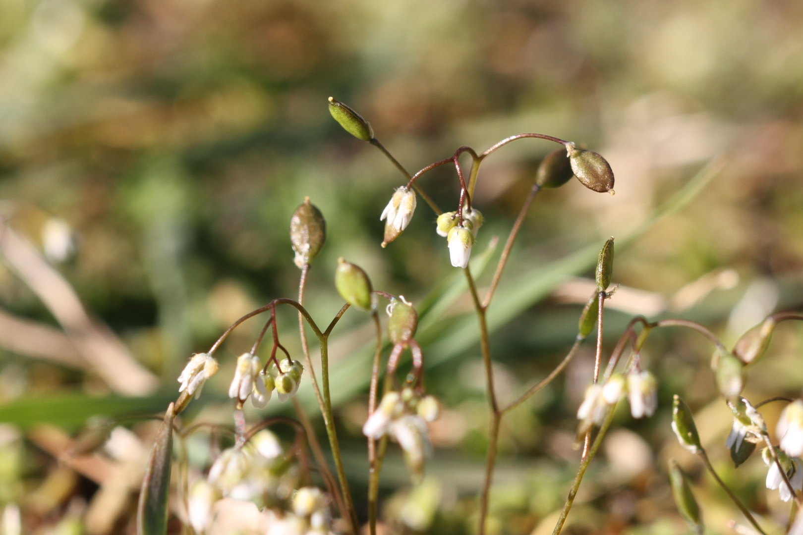 Frühlings-Hungerblümchen (Draba verna)