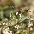 Frühlings-Hungerblümchen (Draba verna)