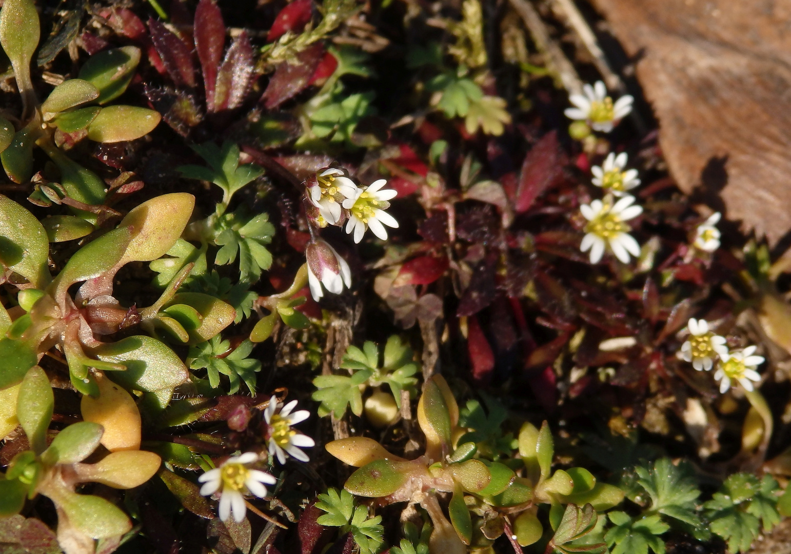 Frühlings-Hungerblümchen (Draba verna)