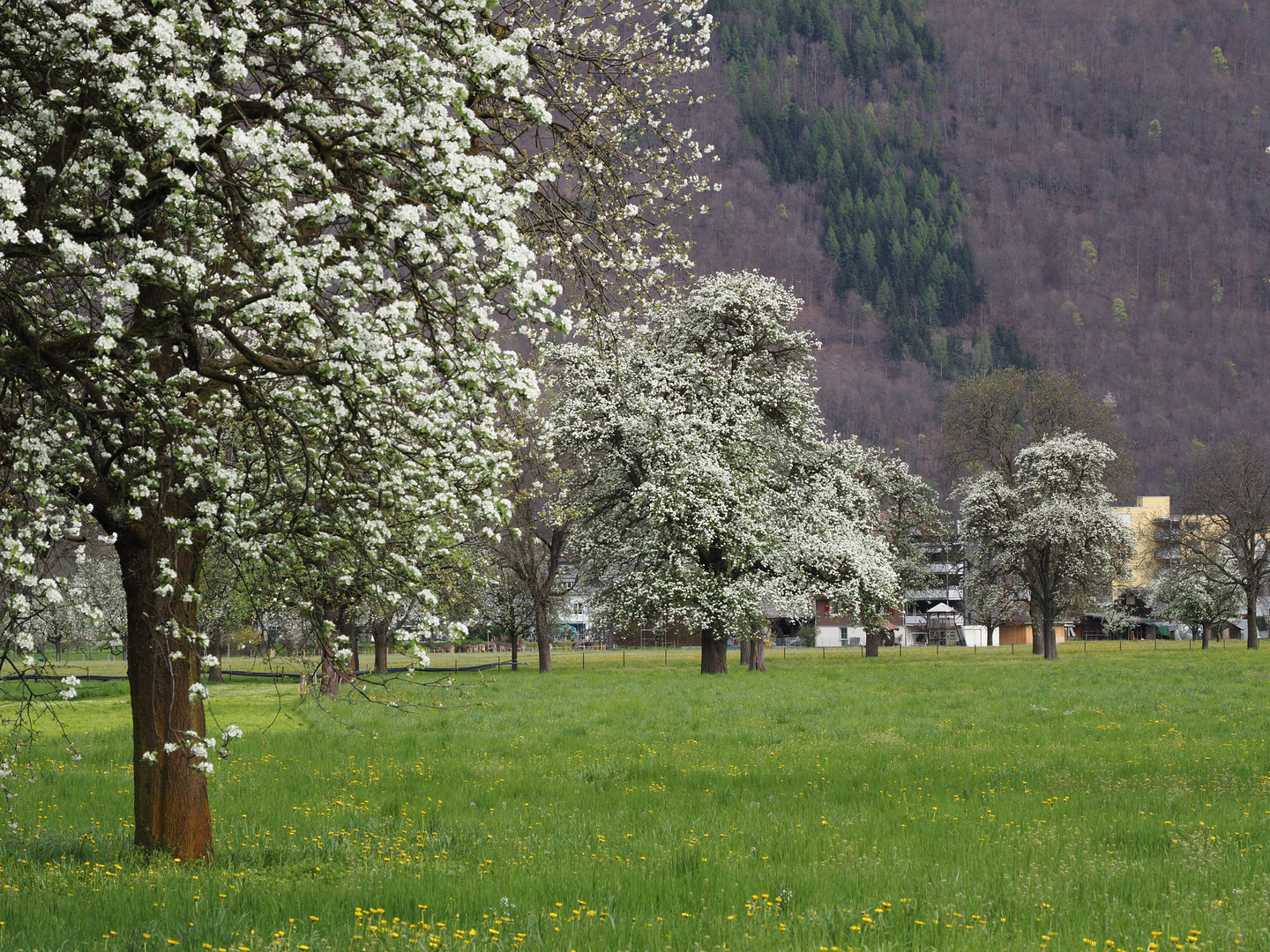 frühlings impression