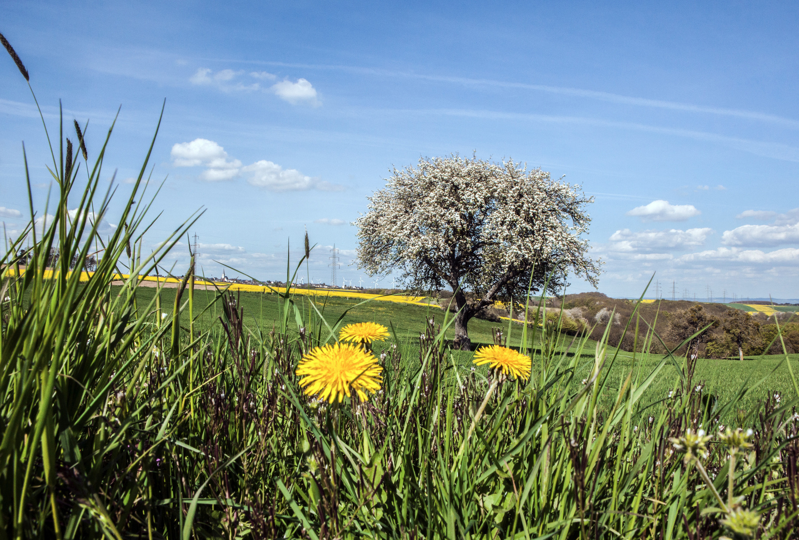 Frühlings-Impression