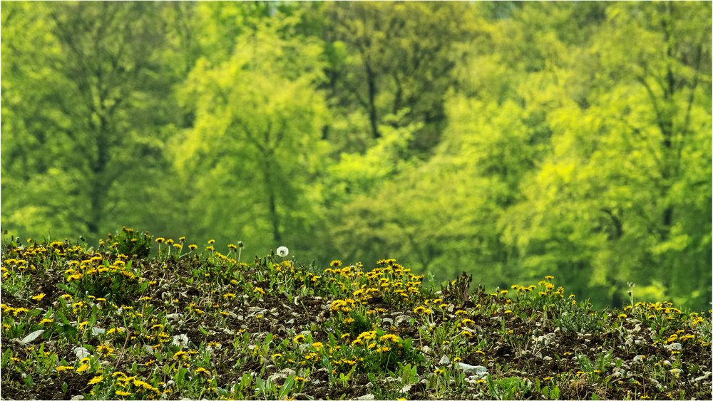 Frühlings- Impression