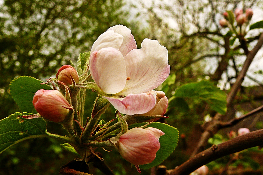Frühlings-Impressionen 2012 - Die Apfelbäume blühen prächtig