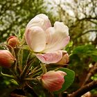 Frühlings-Impressionen 2012 - Die Apfelbäume blühen prächtig