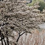 Frühlings Impressionen