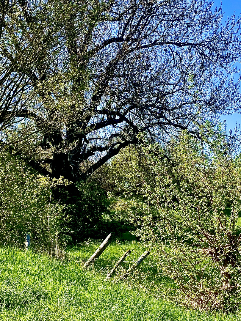 Frühlings Impressionen 