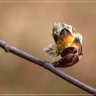 Frühlings-Knospen