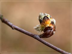 Frühlings-Knospen