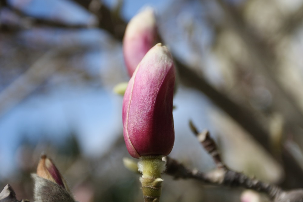 FRÜHLINGS KNOSPEN