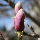 FRÜHLINGS KNOSPEN