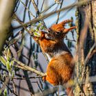 Frühlings-Knospen sind die Besten