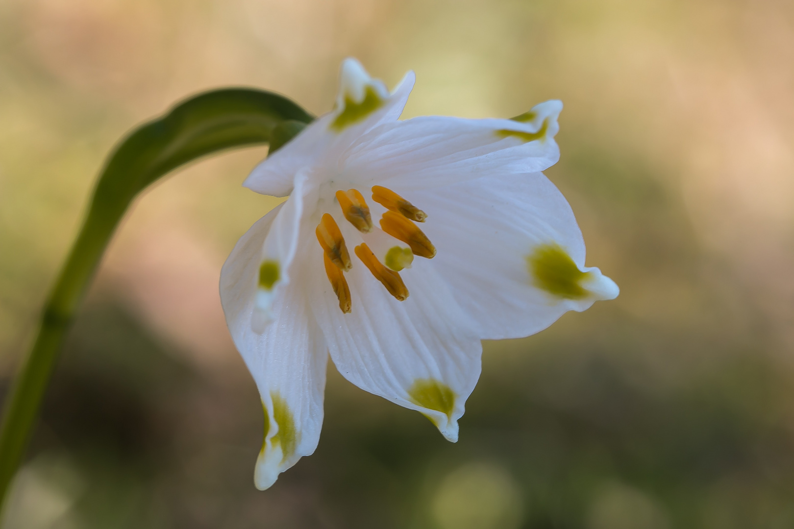 Frühlings- Knoten- Blume