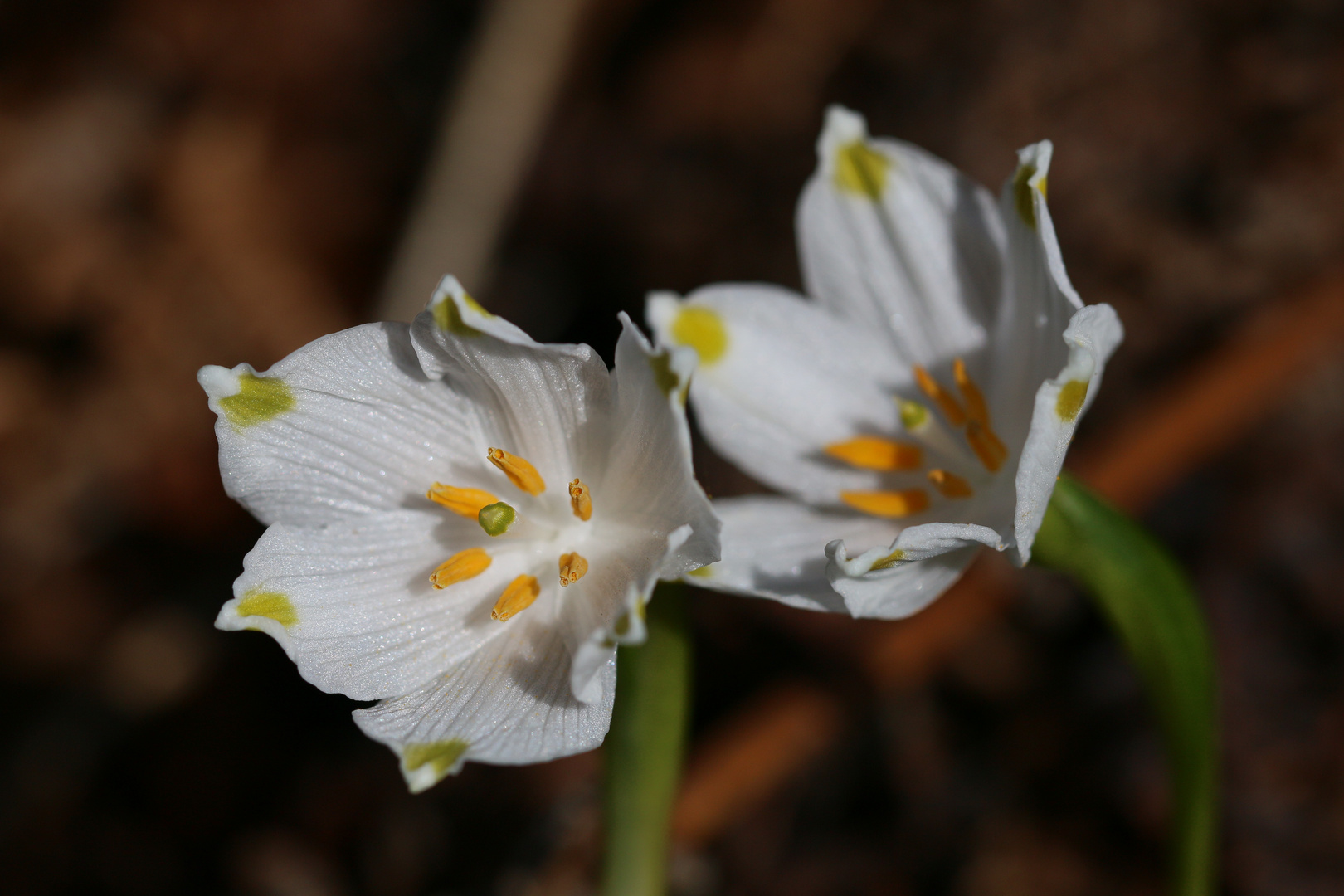 Frühlings Knotenblume