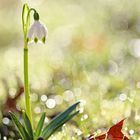 Frühlings-Knotenblume