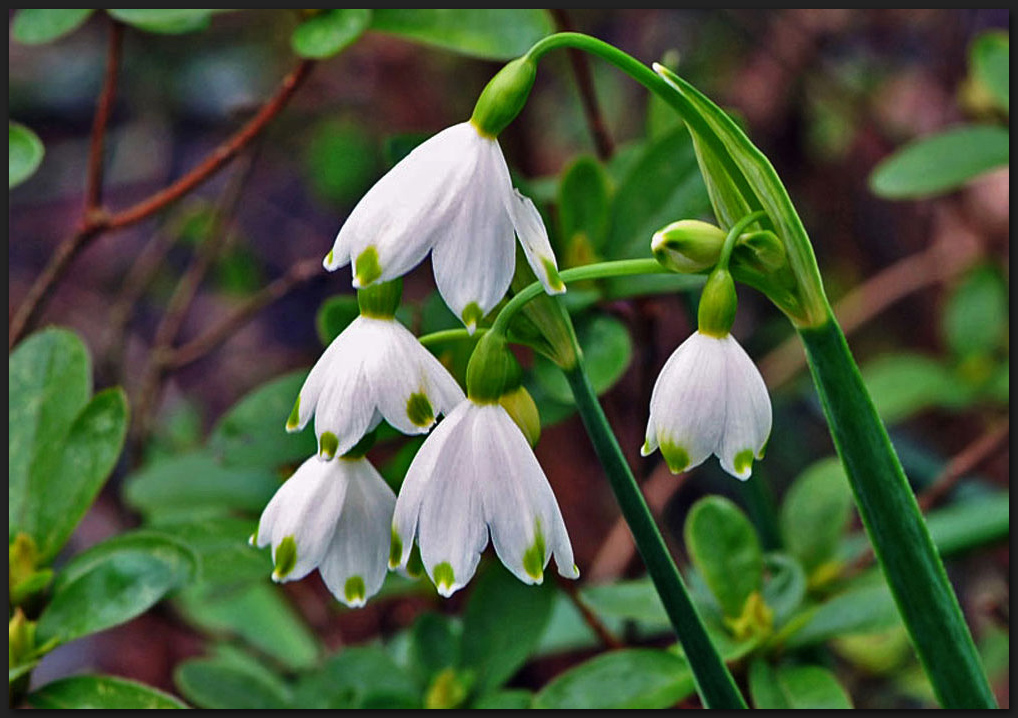 Frühlings-Knotenblume