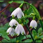 Frühlings-Knotenblume