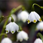 Frühlings-Knotenblume