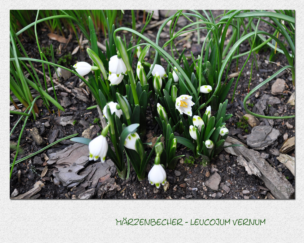 Frühlings-Knotenblume...