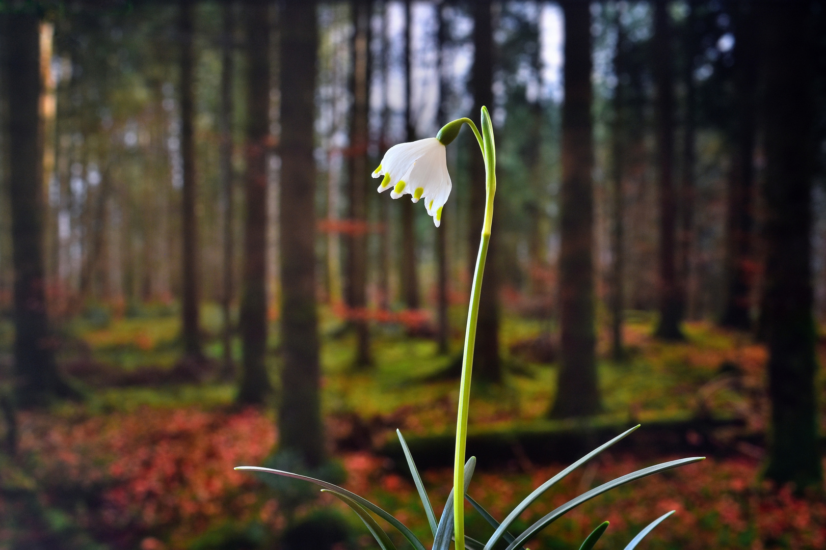 Frühlings-Knotenblume